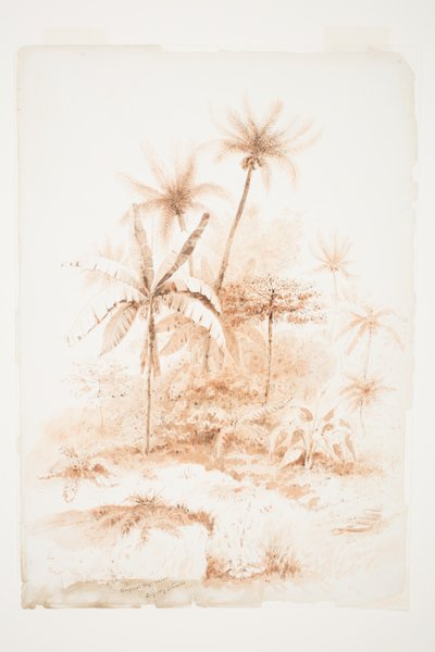 Tropische Vegetation, Loyalitätsinseln von Charles Heaphy